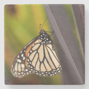 Dessous-de-verre En Pierre Papillon Monarque sur Agave