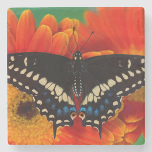 Dessous-de-verre En Pierre Papillon noir Swallowtail sur Gerberia Daisy