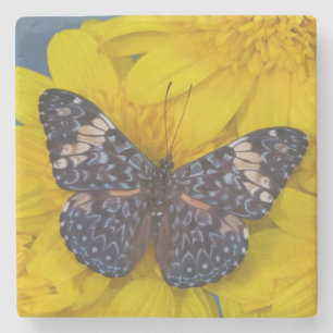 Dessous-de-verre En Pierre Papillon sur une Fleur Jaune