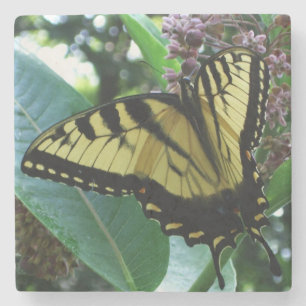 Dessous-de-verre En Pierre Papillon Swallowtail I sur Asclépiade à Shenandoah