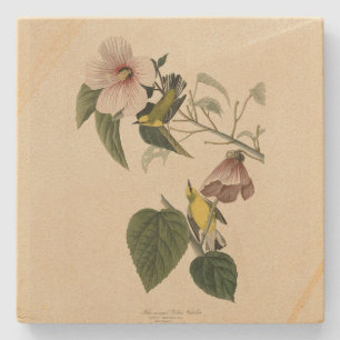 Dessous-de-verre En Pierre Paruline jaune à ailes bleues - Audubon Birds Amér