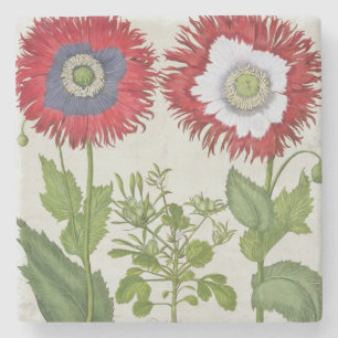 Dessous-de-verre En Pierre Pavots ornementaux, du 'Hortus l'Eystettensis
