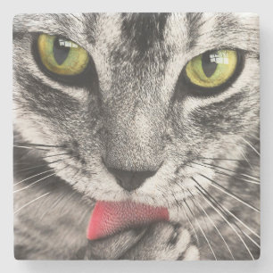 Dessous-de-verre En Pierre Paw de cueillette de chat Tabby
