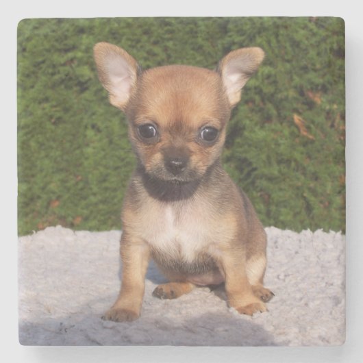 Dessous-de-verre En Pierre Petit Chihuahua Chien chiot mignon (Devant)