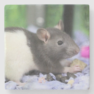 Dessous-de-verre En Pierre Petit rat