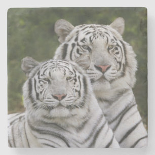 Dessous-de-verre En Pierre phase blanche, Tigre du Bengale, Tigris