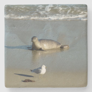 Dessous-de-verre En Pierre Phoque commun à La Jolla Californie