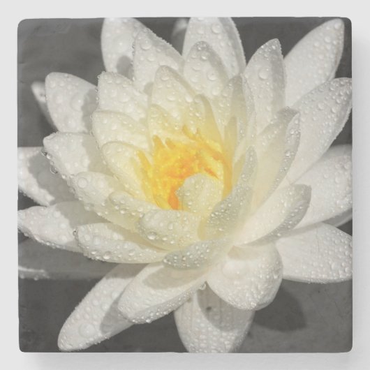 Dessous-de-verre En Pierre Photo White Water Lily (Devant)