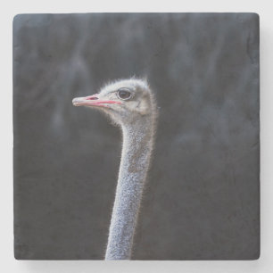 Dessous-de-verre En Pierre Photographie d'autruche