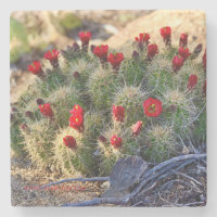 Photographie de Blooming Cactus par Ann Charles