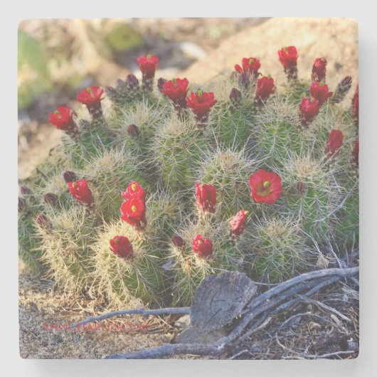 Dessous-de-verre En Pierre Photographie de Blooming Cactus par Ann Charles (Devant)