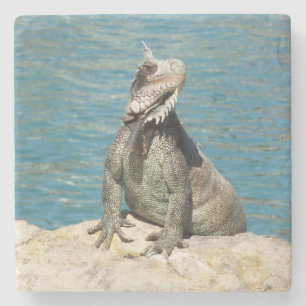 Dessous-de-verre En Pierre Photographie de la faune tropicale Iguana à St. Th