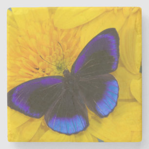 Dessous-de-verre En Pierre Photographie de papillon