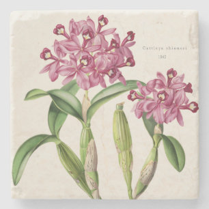 Dessous-de-verre En Pierre Pink Orchid Central American Cattleya skinneri sur