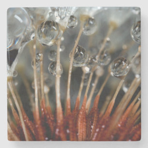 Dessous-de-verre En Pierre Pissenlit et gouttes d'eau, CA