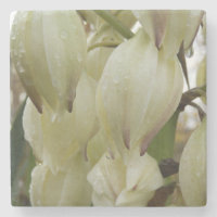 Plante du Yucca