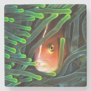 Dessous-de-verre En Pierre Poisson Anémone se cachant dans une Anémone, Mozam