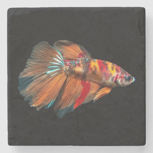 Dessous-de-verre En Pierre Poisson Betta demi-lune (Devant)