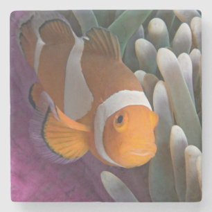 Dessous-de-verre En Pierre Poisson clown occidental