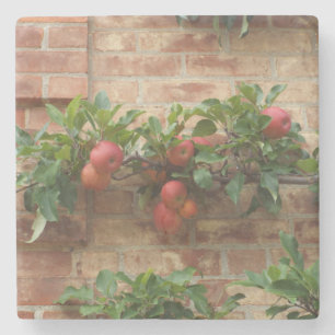 DESSOUS-DE-VERRE EN PIERRE POMMES CROISSANT SUR BRICK WALL ESPALIER