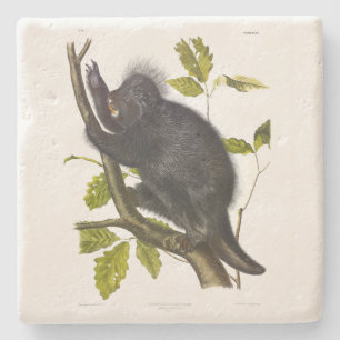 Dessous-de-verre En Pierre Porcupine nord-américaine ou canadienne par Audubo
