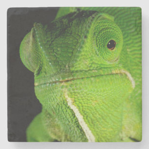Dessous-de-verre En Pierre Portrait de caméléon à cou plat