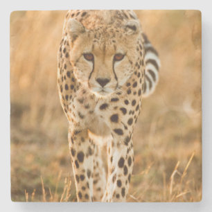 Dessous-de-verre En Pierre Portrait de guépard (Acinonyx Jubatus), Maasai