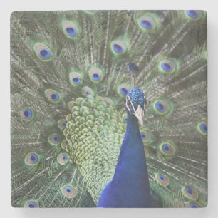 Dessous-de-verre En Pierre Portrait de paon avec des plumes