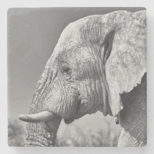 Dessous-de-verre En Pierre Portrait d'éléphant