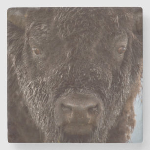 Dessous-de-verre En Pierre Portrait d'un bison mâle sous la pluie