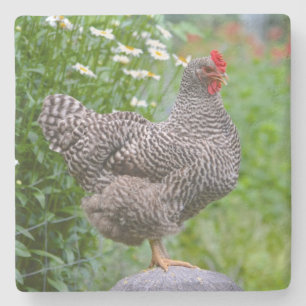 Dessous-de-verre En Pierre Poser du poulet