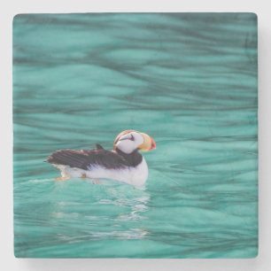 Dessous-de-verre En Pierre Puffin Dans La Baie De Résurrection, Alaska
