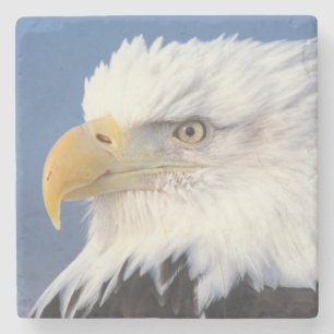 Dessous-de-verre En Pierre pygargue à tête blanche, Haliaeetus leuccocephalus