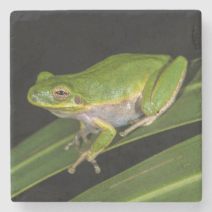 Dessous-de-verre En Pierre Rainette verte (Hyla cinerea) 2