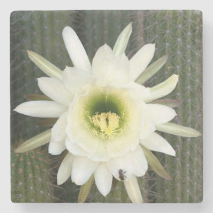 Dessous-de-verre En Pierre Reine de la Fleur de Cactus de Nuit, Région du Kar