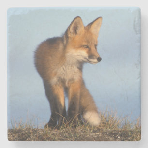 Dessous-de-verre En Pierre renard roux, Vulpes vulpes