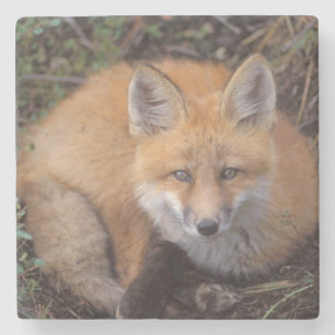 Dessous-de-verre En Pierre renard roux, Vulpes vulpes, en couleurs d'automne