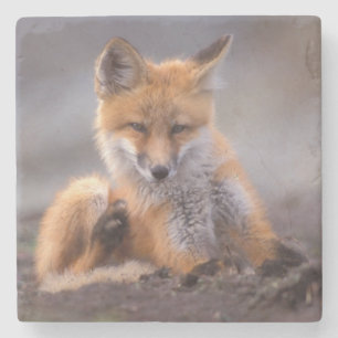 Dessous-de-verre En Pierre renard roux, Vulpes vulpes, petit se grattant,