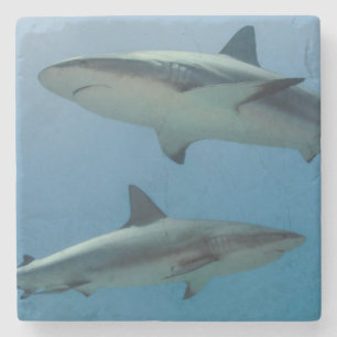 Dessous-de-verre En Pierre Requin des récifs des Caraïbes