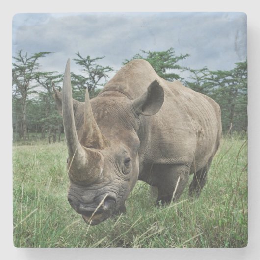 Dessous-de-verre En Pierre Rhinoceros noirs | Kenya (Devant)