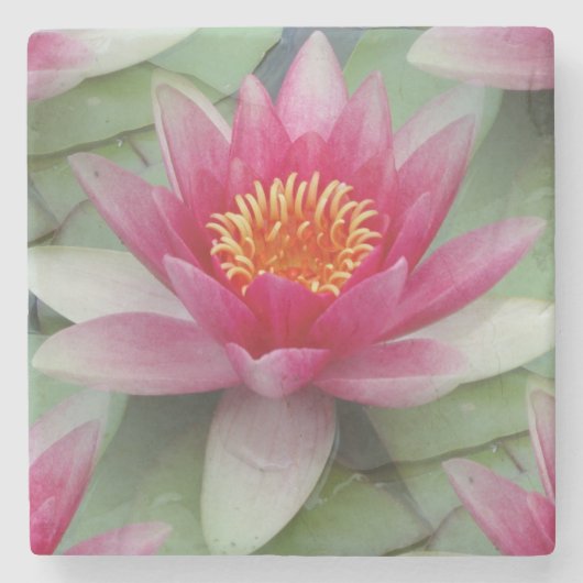 Dessous-de-verre En Pierre Rose Lotus Water Lily (Devant)