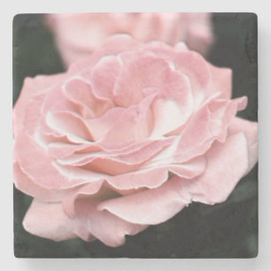 Dessous-de-verre En Pierre Rose rose en pleine floraison