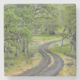 Dessous-de-verre En Pierre Route de campagne à travers les arbres, Oregon