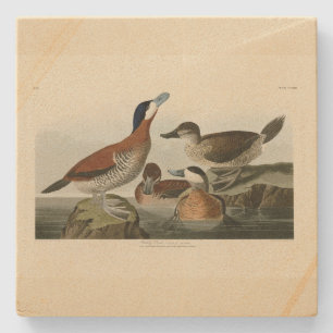 Dessous-de-verre En Pierre Ruddy Duck de John Audubon's Birds of America