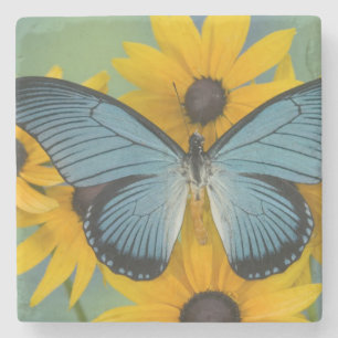 Dessous-de-verre En Pierre Sammamish Washington Photographie de Papillon
