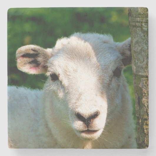 DESSOUS-DE-VERRE EN PIERRE SHEEP (Devant)