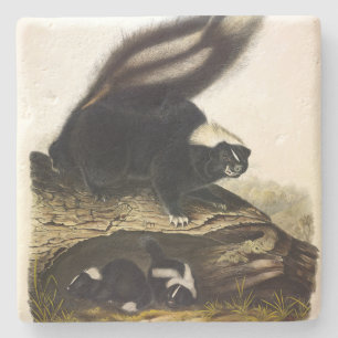 Dessous-de-verre En Pierre Skunk américaine commune ou Striped Skunk, par Aud