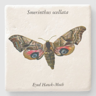 Dessous-de-verre En Pierre Smerinthus ocellata - Eyed Hawk-Moth - Color Image