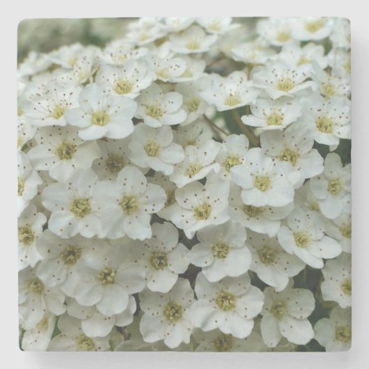 Dessous-de-verre En Pierre Spirea Arguta (Devant)