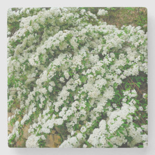 Dessous-de-verre En Pierre Spirea Arguta